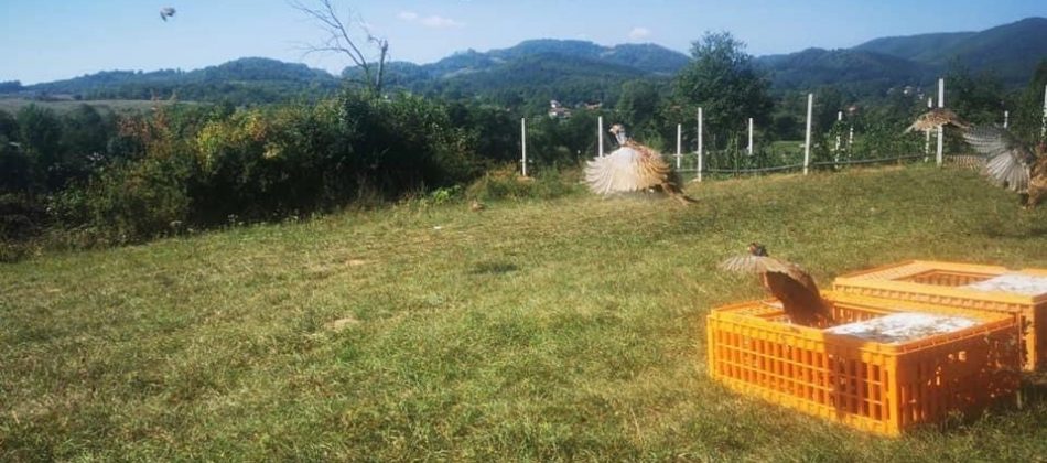 U izdvojene revire pušteno 200 jedinki fazana